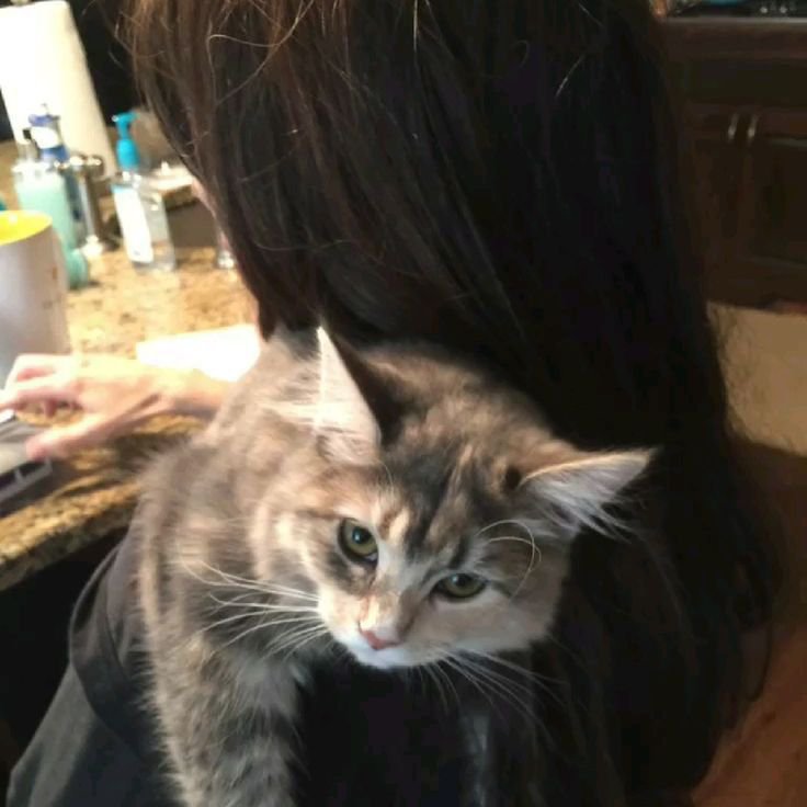 até o gato sabe que ela tem um colo melhor que o meu, que absurdo! ugh.