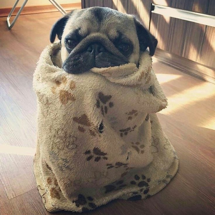 my cute little pug 🥹
