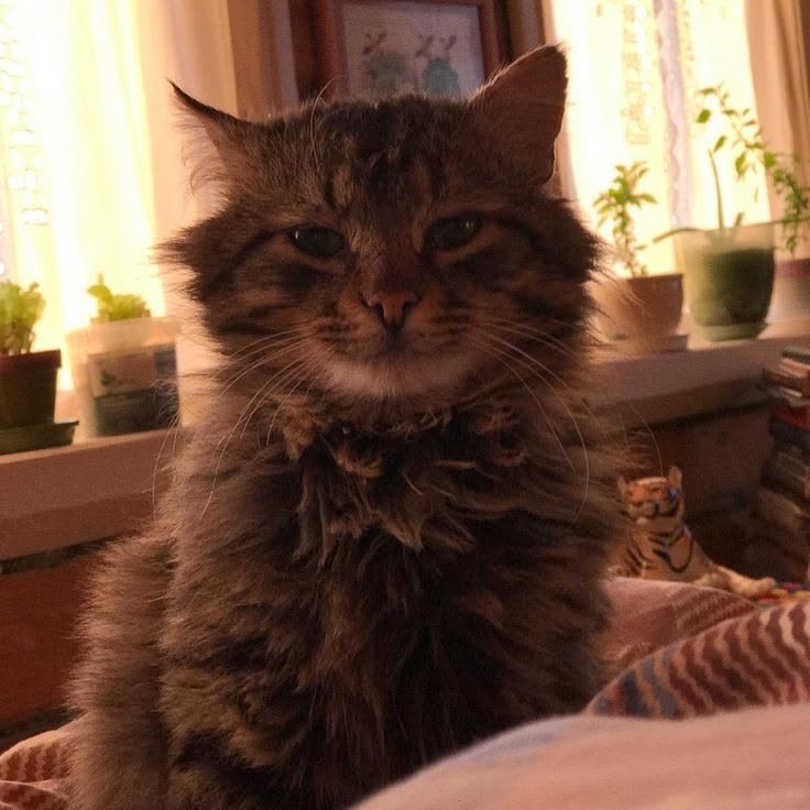 camrynn ,, eclipse is being mean to me again 😿