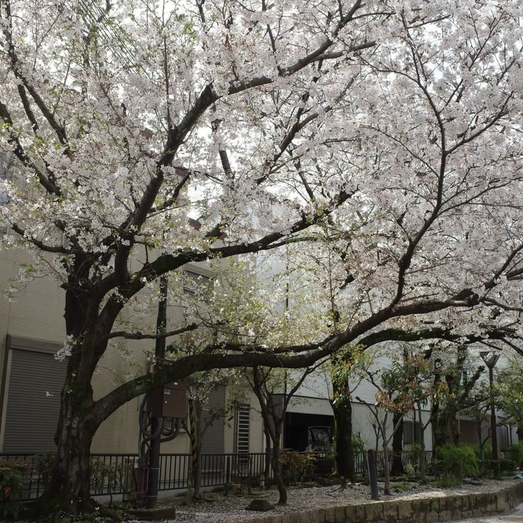 even when the world feels loud, there's always a quiet beauty to find.