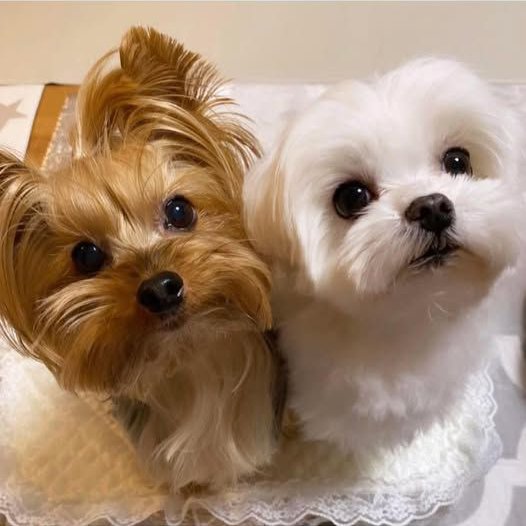 my little fluffballs are always ready for their close-up. they melt my heart!